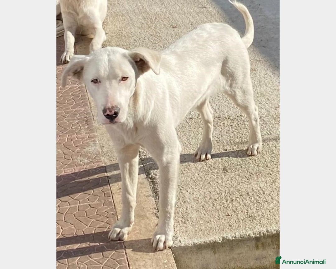 Labrador cani in regalo:  Clara, splendida labradorina in adozione a Latina - Immagine 3