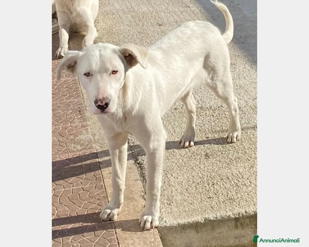 Labrador cani in regalo:  Clara, splendida labradorina in adozione a Latina - Annuncio 3
