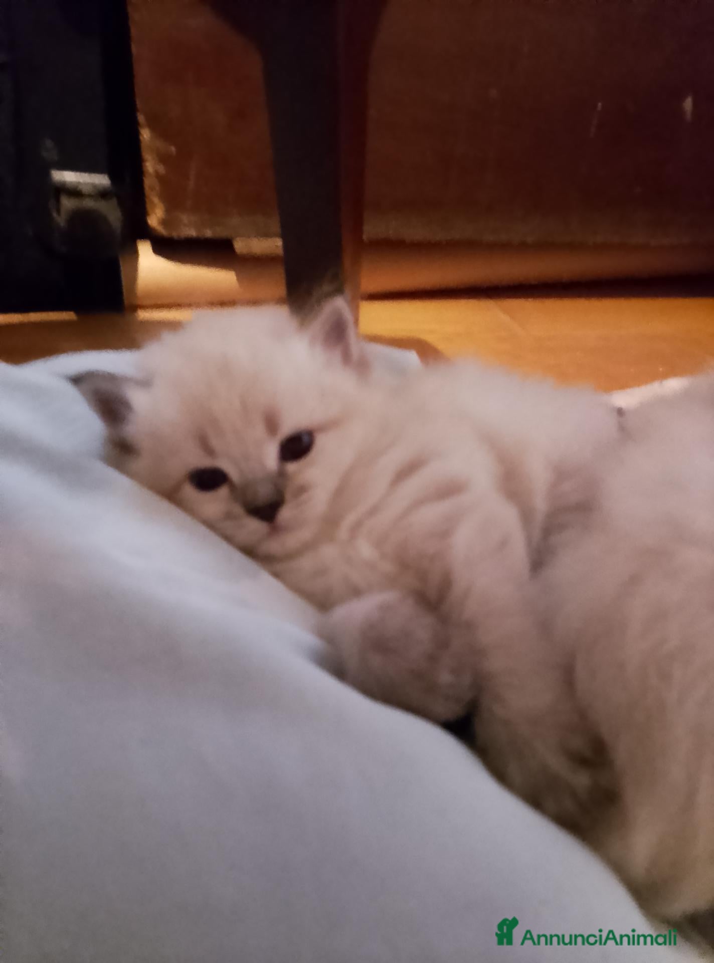 Siberiano gatti cucciole siberiane neva masquerade - Annuncio 5