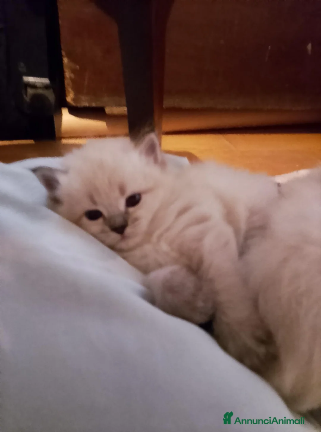 Siberiano gatti in vendita: cucciole siberiane neva masquerade a Città metropolitana di Roma Capitale - Annuncio 1