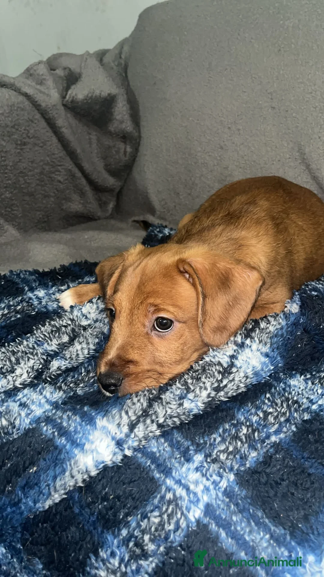 American Staffordshire cani in vendita: Cucciola staffy - Annuncio 2