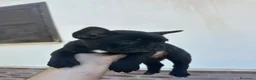 Bulldog Francese cani in vendita: bulldog francese nero tigrato  - Annuncio 5