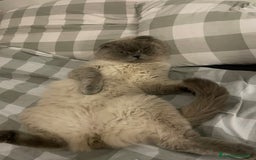 Scottish gatti per accoppiamento: Gatto Scottish fold  - Immagine 4