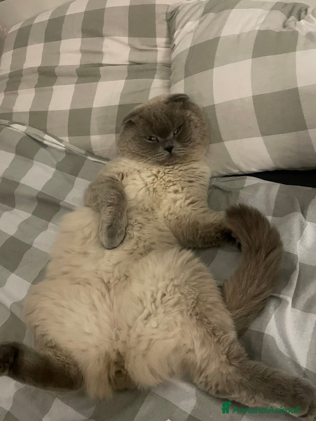 Scottish gatti per accoppiamento: Gatto Scottish fold  - Immagine 4