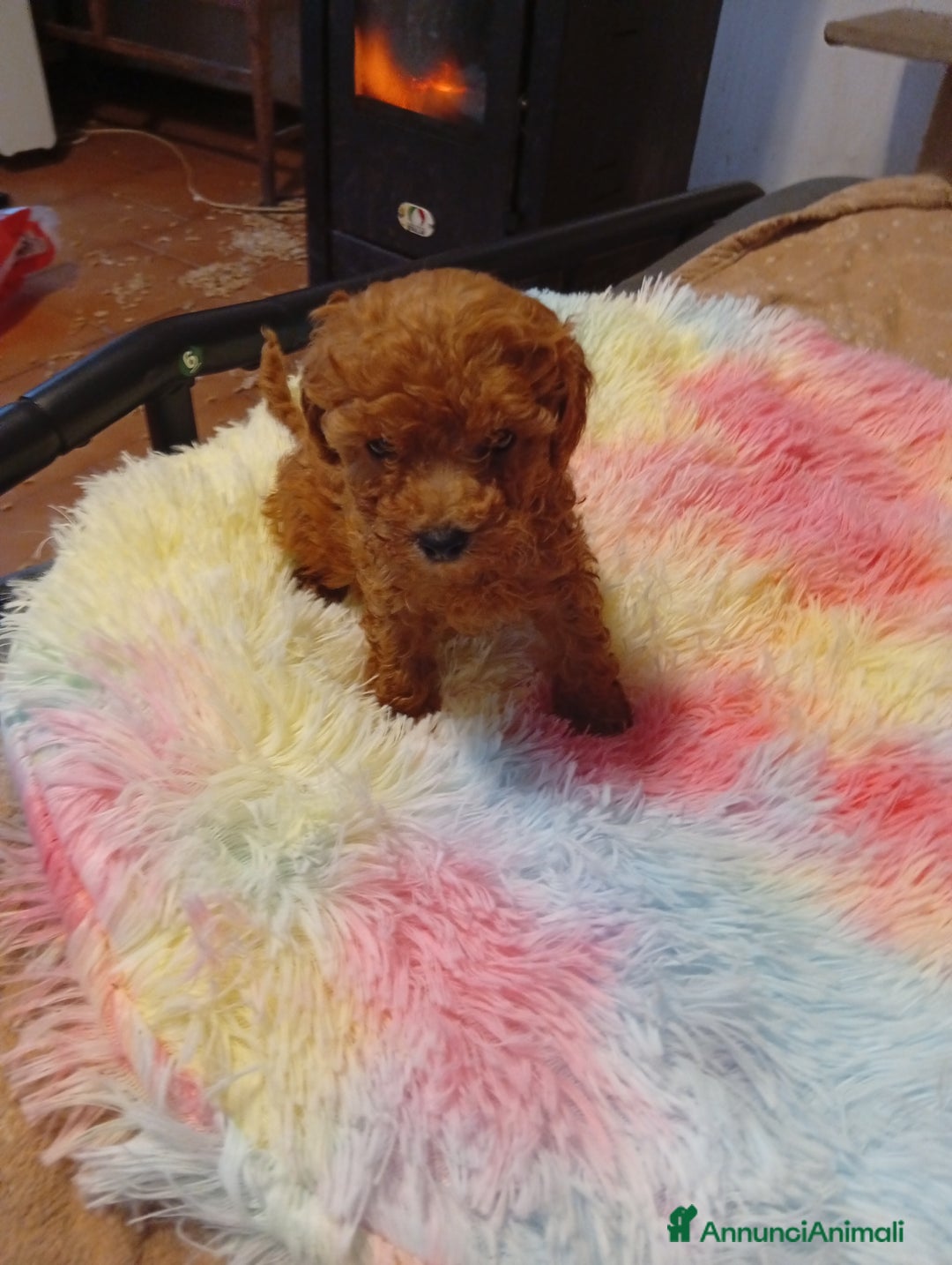 Barboncino cani in vendita: Cuccioli barboncino Toy/mini toy - Annuncio 4