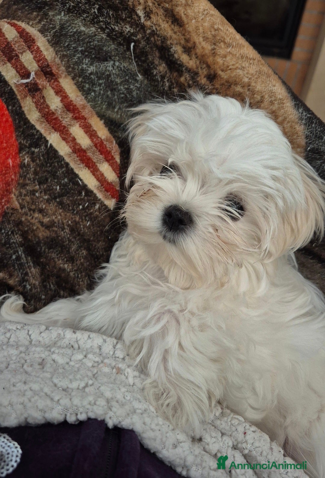 Maltese cani in vendita: Mini maltese coreano  a Provincia di Padova - Annuncio 8