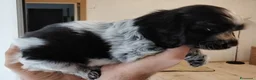Cocker cani in vendita: Cuccioli Cocker spaniel inglese Blu roano  - Annuncio 14