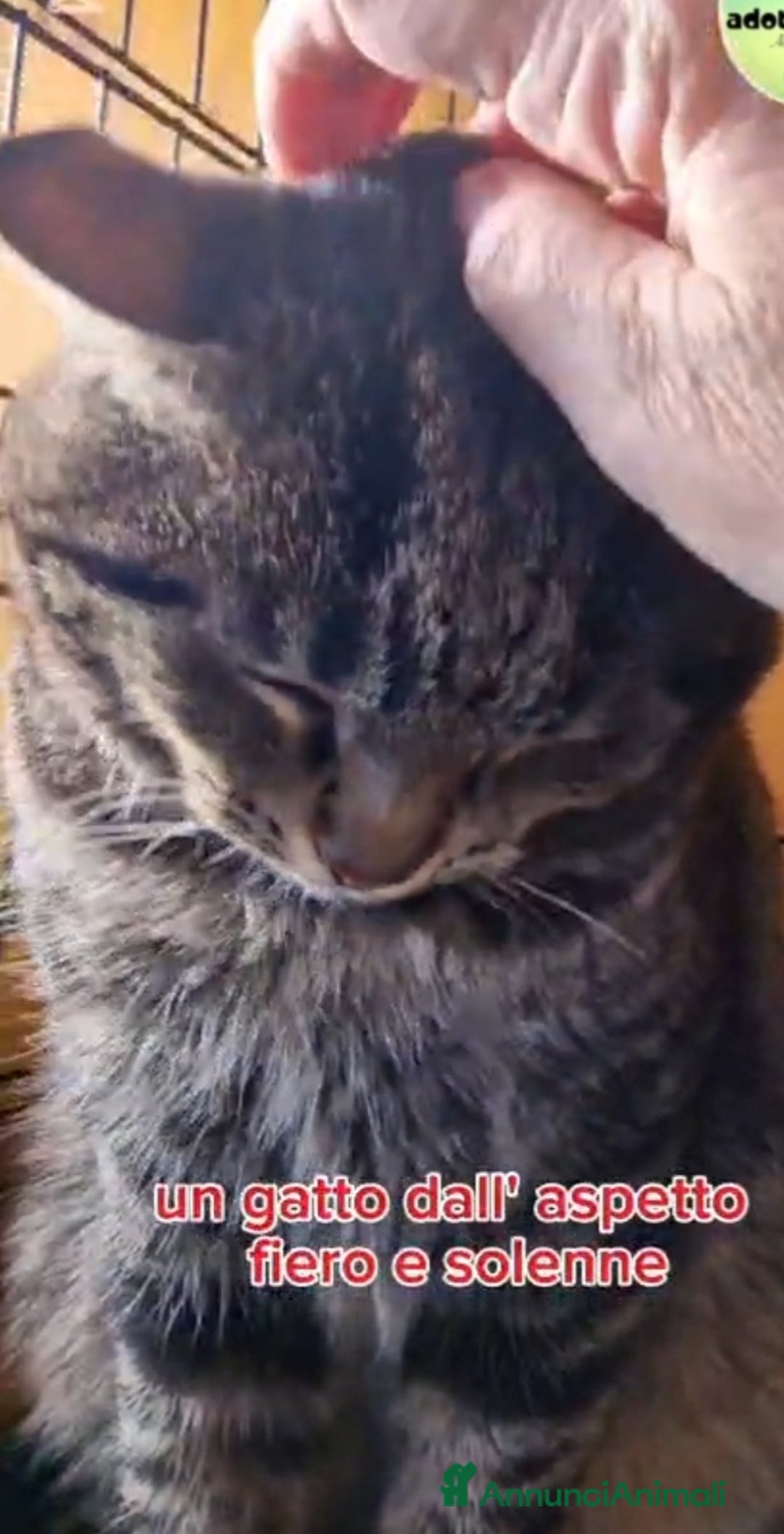 Europeo gatti in regalo: Micione tigrato FIV+asintomatica SOS XBOSCO.ROMA a Città metropolitana di Milano - Annuncio 6