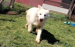 Pastore Maremmano cani in regalo: Urge casa per Nonnina Cleopatra  a Provincia di Latina - Immagine 4