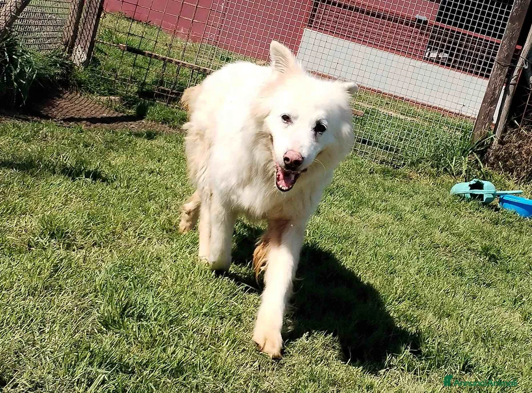 Pastore Maremmano cani in regalo: Urge casa per Nonnina Cleopatra  a Provincia di Latina - Annuncio 4