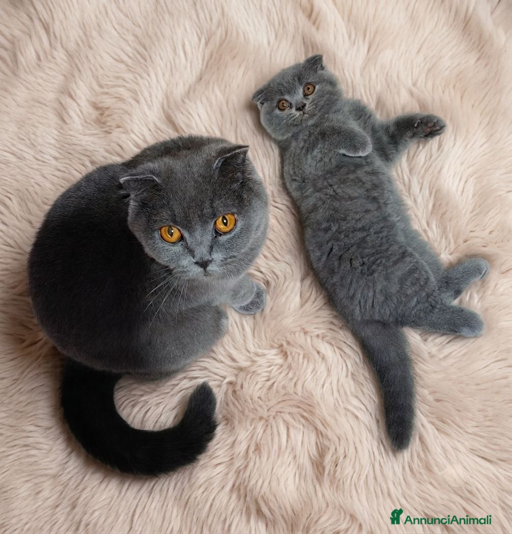 Scottish gatti Cuccioli di scottisch fold - Annuncio 33