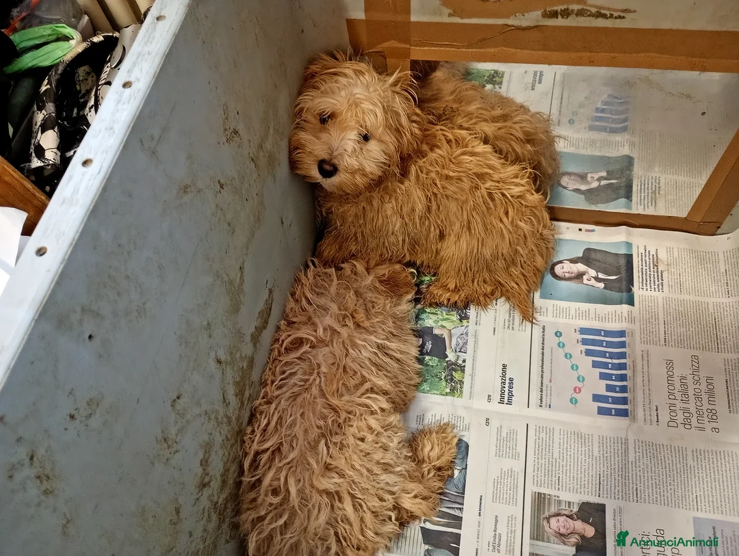 Barboncino cani in vendita: Splendida cucciolata Barboncino Red - Annuncio 5