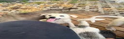 Meticcio cani in regalo: Cecilia cucciola taglia medio piccola - Annuncio 2