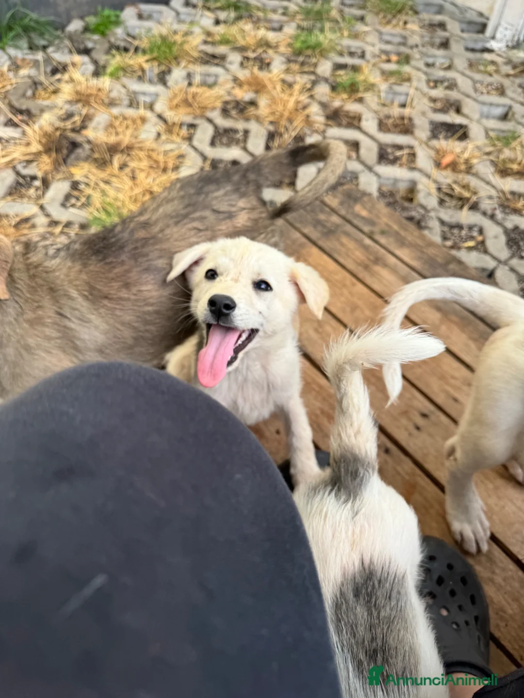 Meticcio cani in regalo: Cecilia cucciola taglia medio piccola - Annuncio 2