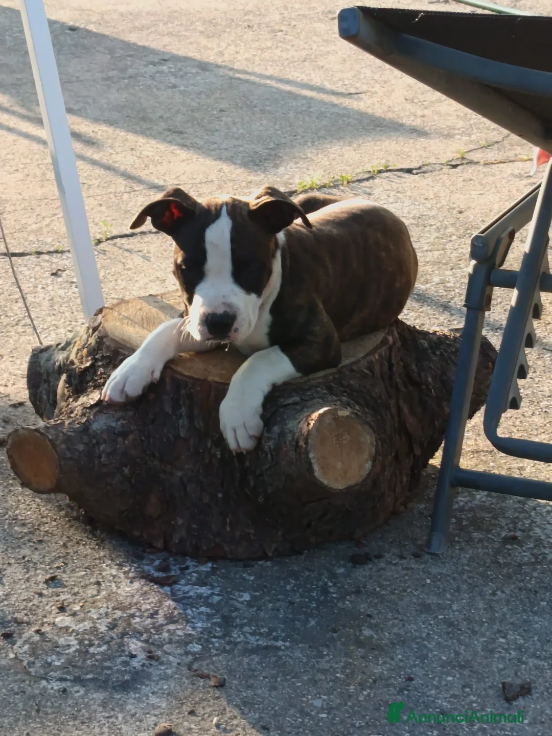 Pitbull cani in vendita: Cuccioli di American Pitbull a Provincia di Vicenza - Annuncio 2