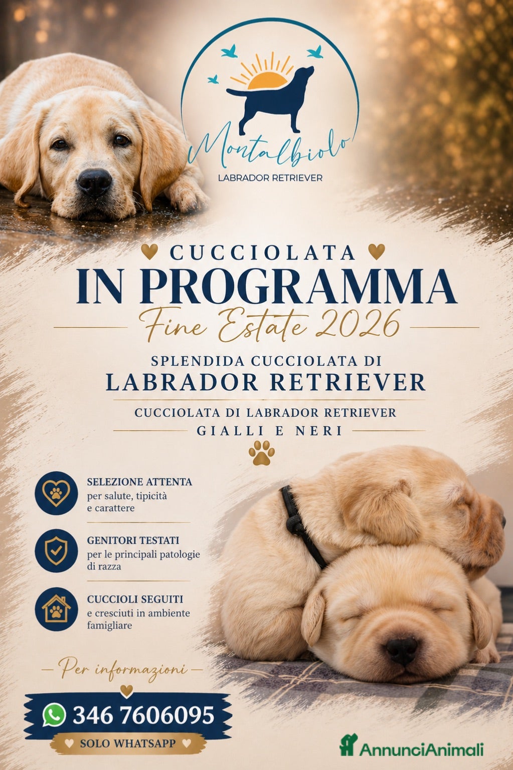 Labrador cani Cucciolata gialla e nera - Annuncio 2