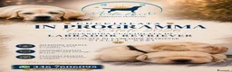 Labrador cani in vendita: Cucciolata gialla e nera - Annuncio 2