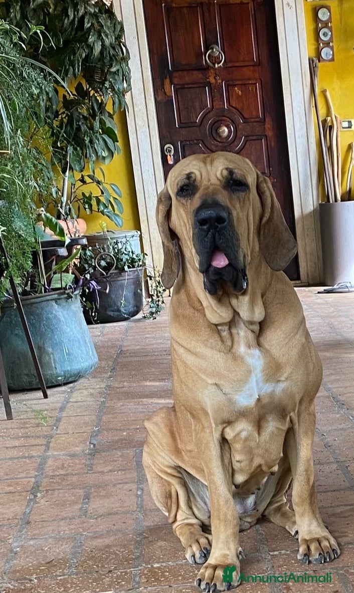 Fila Brasileiro cani prenotazione splendidi cuccioli di Fila Brasileiro - Annuncio 1