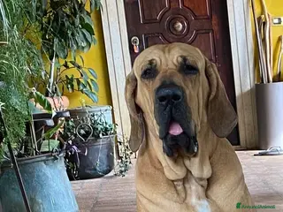 Fila Brasileiro cani prenotazione splendidi cuccioli di Fila Brasileiro - Annuncio 8