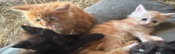 Maine Coon gatti in vendita: Cuccioli di Maine coon con pedigree - vari colori  - Annuncio 10