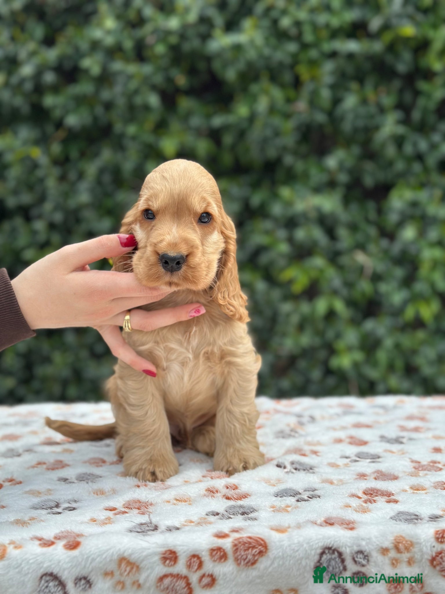 Cocker cani Cocker spaniel inglese  - Annuncio 1