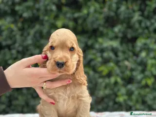 Cocker cani Cocker spaniel inglese - Annuncio 1