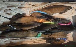 Pastore Belga cani in vendita: Pastore Belga cuccioli a Venedig - Immagine 4