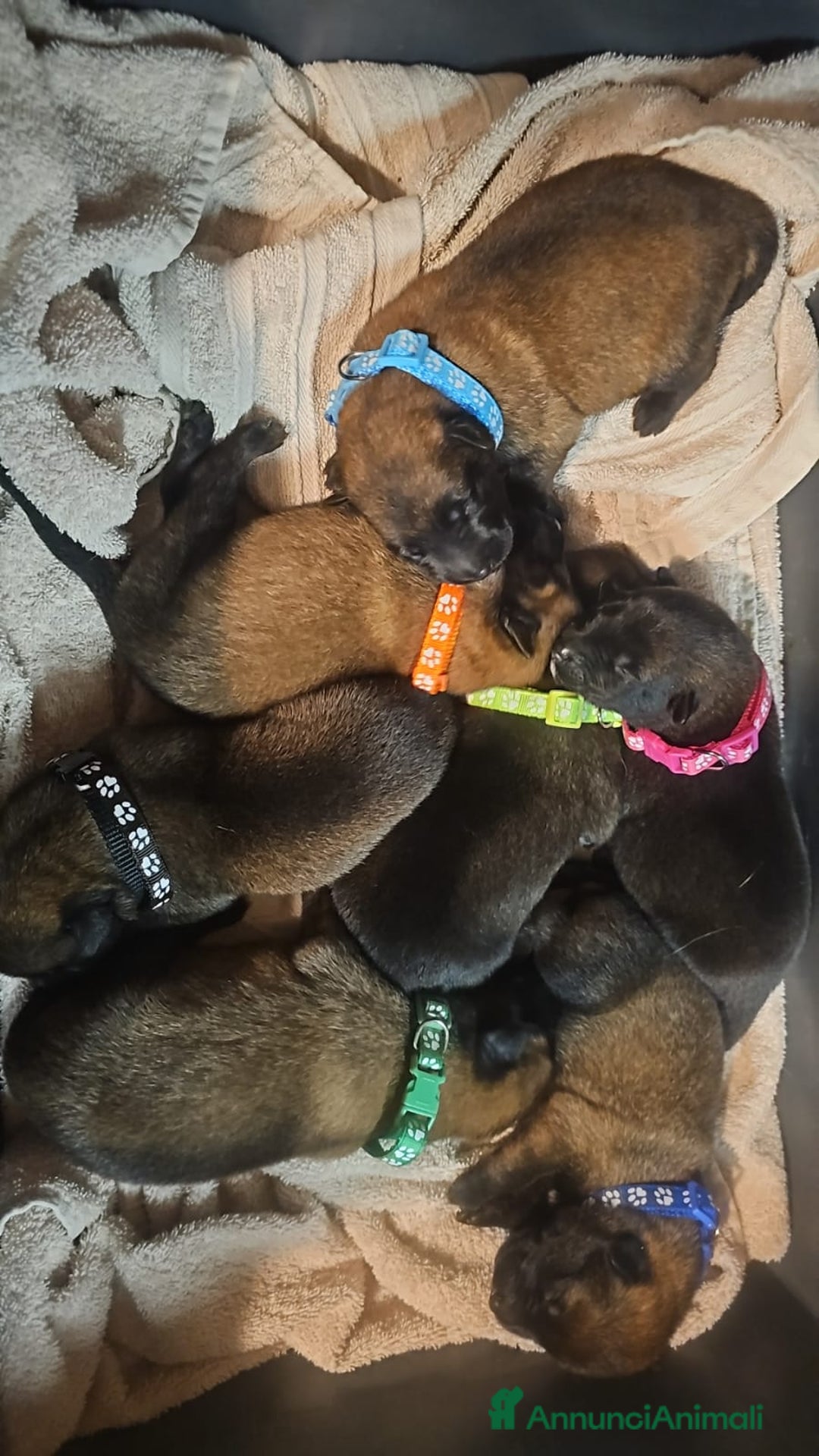 Pastore Belga cani in vendita: Pastore Belga cuccioli a Venedig - Immagine 4