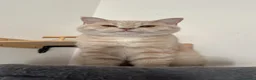 Scottish gatti in vendita: Splendidi cuccioli coccoloni - Annuncio 1