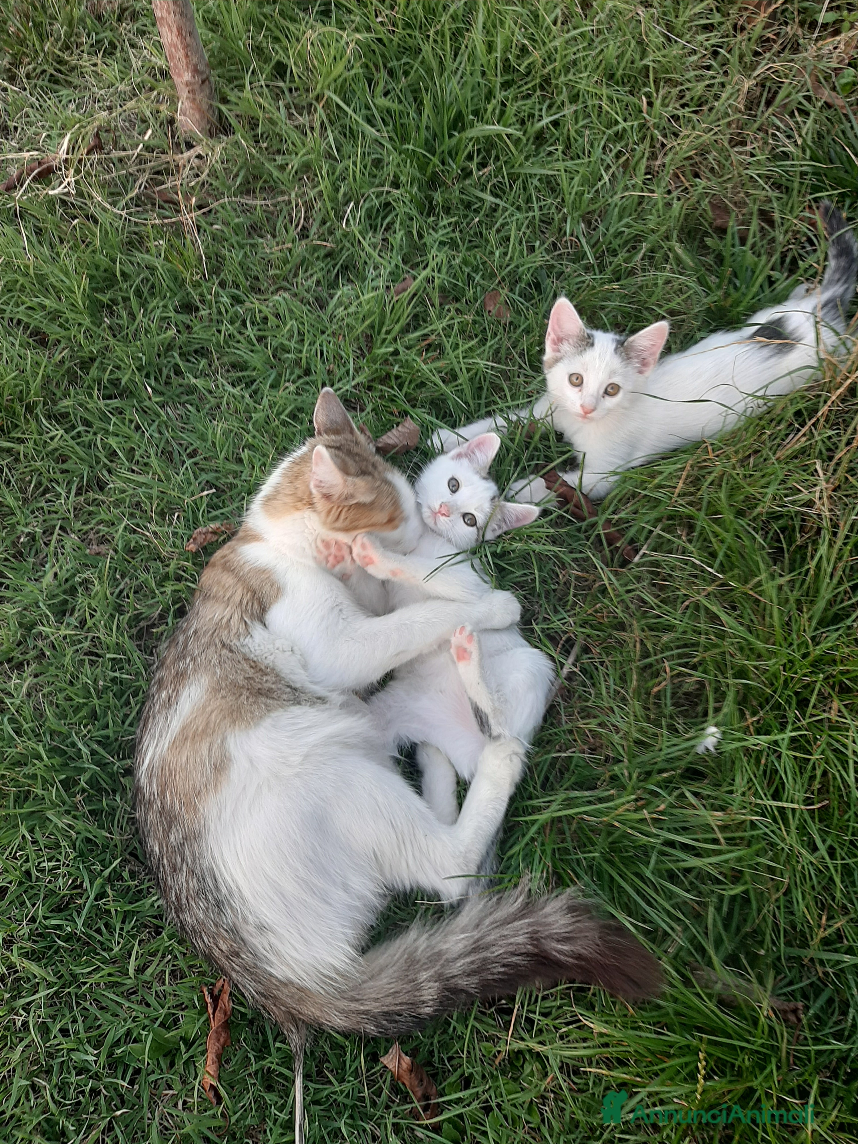 Altre razze gatti Micetti cercano casa - Annuncio 5