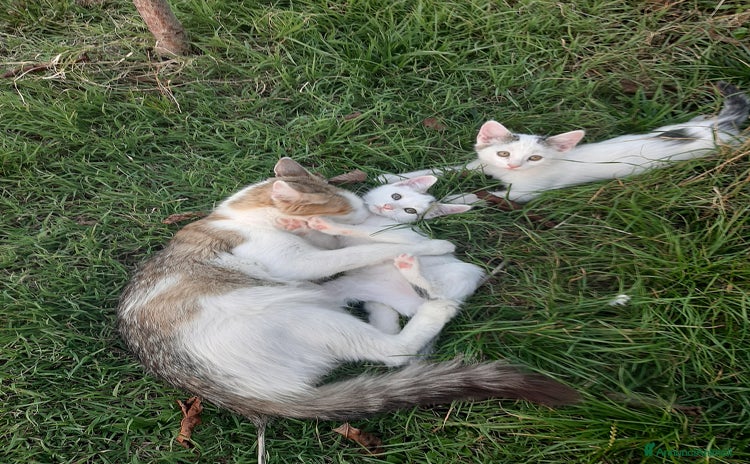 Altre razze gatti - Annuncio 12