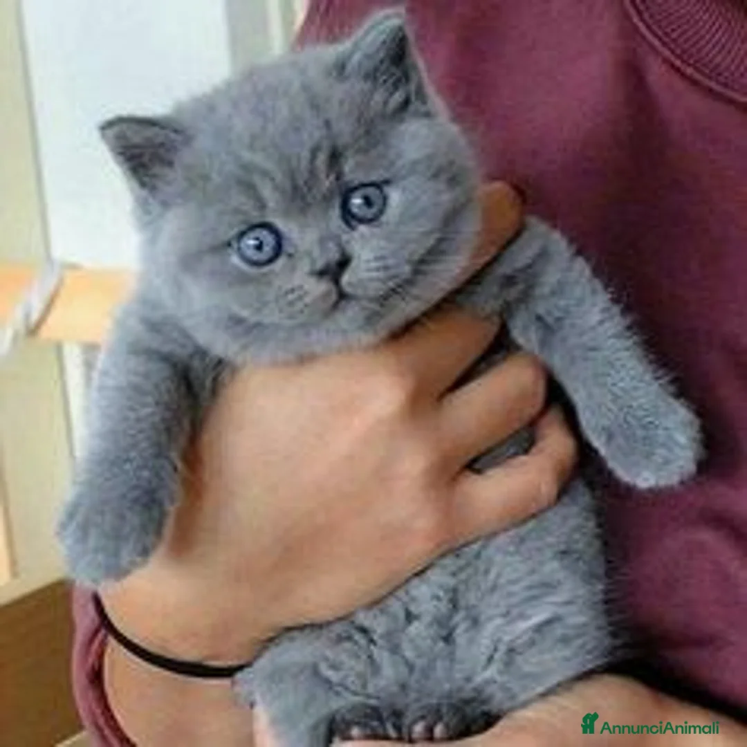British gatti in vendita: British shorthair cuccioli a Provincia di Como - Annuncio 6