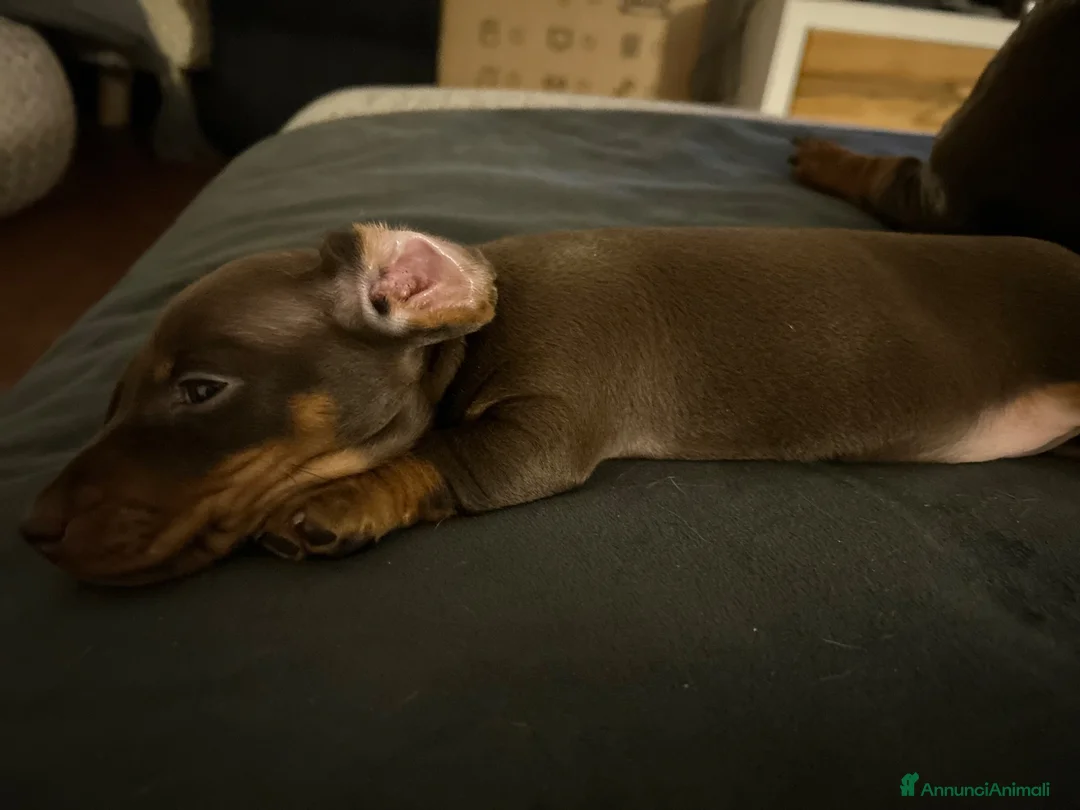 Bassotto cani in vendita: Bassotto Kaninchen femmina cioccolato - Annuncio 3