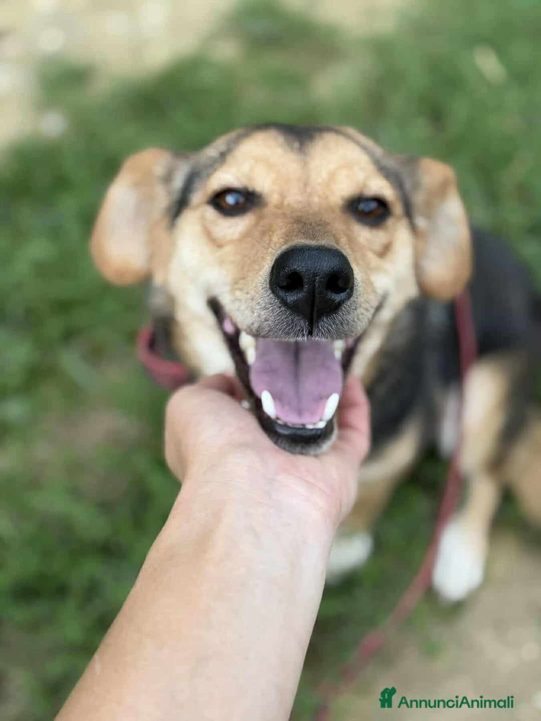 Meticcio cani in regalo: DOTTIE, tenerissima TG PICCOLA cerca coccole! - Annuncio 4