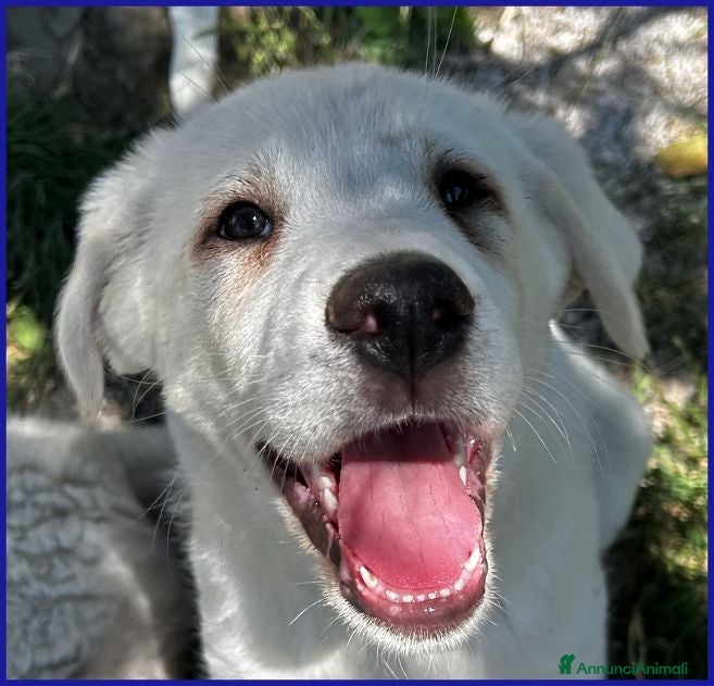 Meticcio cani BBQ dolcissima cucciolona - Annuncio 18