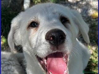 Meticcio cani BBQ dolcissima cucciolona - Annuncio 2