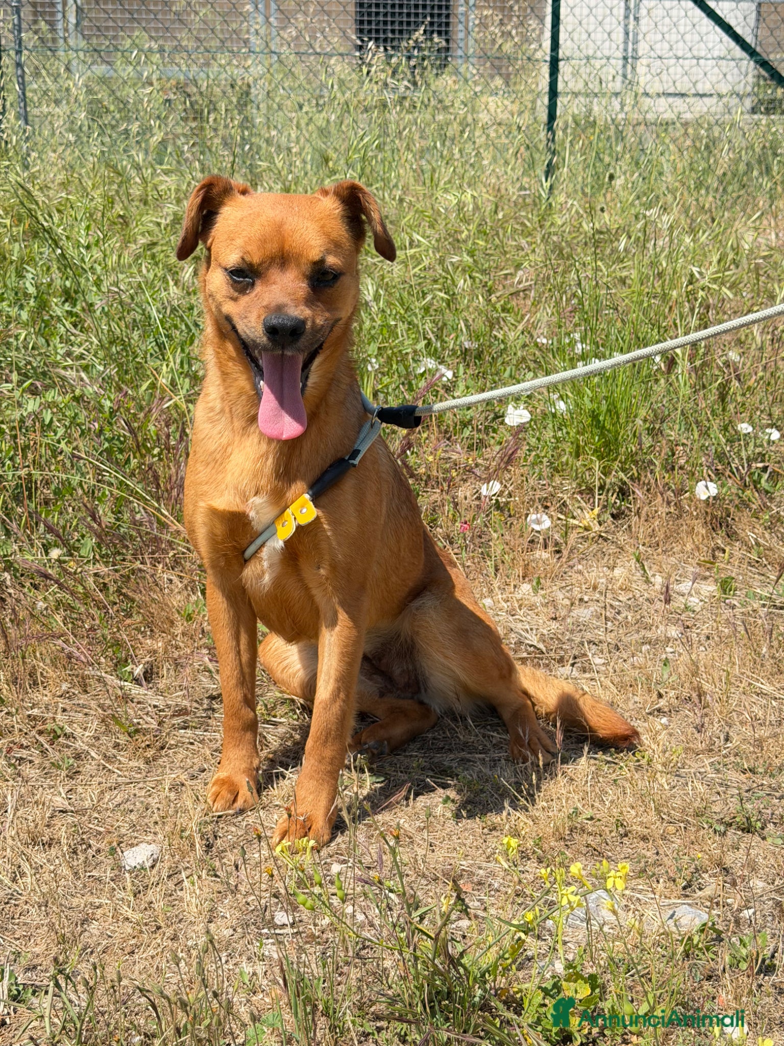 Meticcio cani Kira  - Annuncio 26