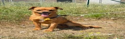 Meticcio cani in regalo: Kira  - Annuncio 1