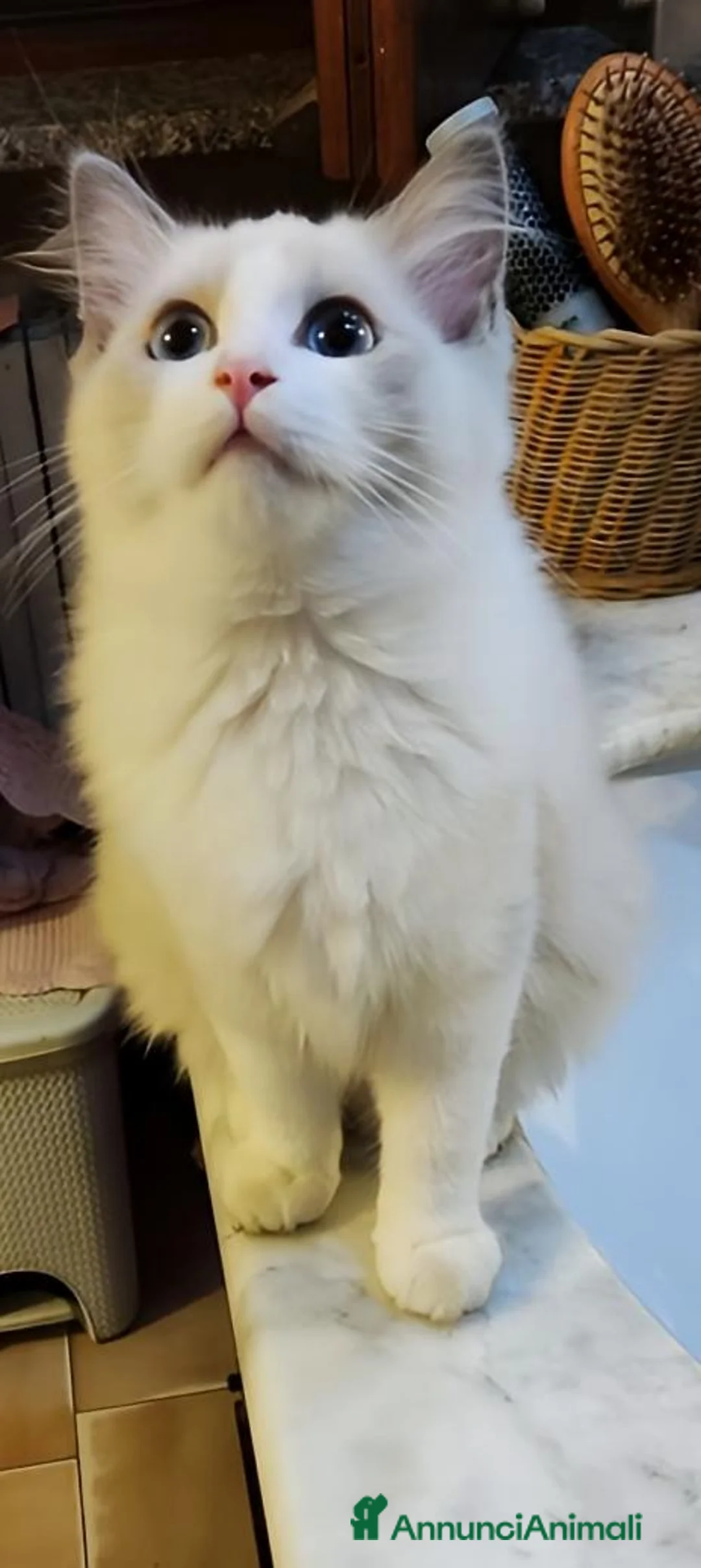 Ragdoll gatti in vendita: Ragdoll femmina bicolor  - Annuncio 3