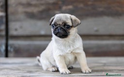 Carlino cani in vendita: Carlino- cucciolo Allevamento ENCI-FCI Pedigree a Provincia di Arezzo - Immagine 1