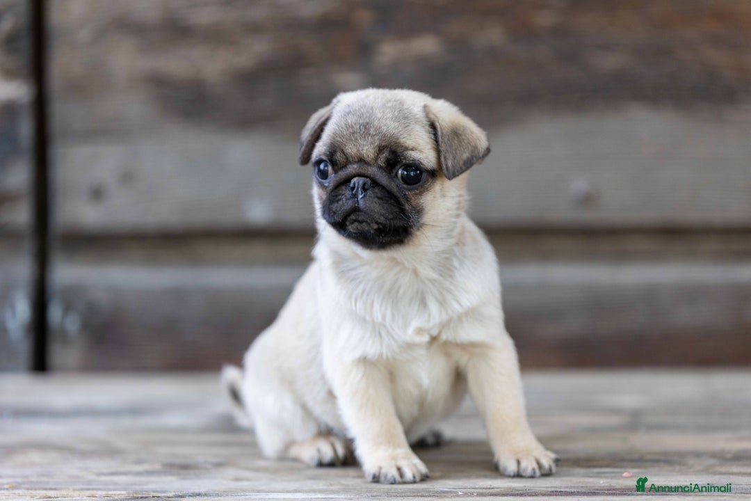 Carlino cani in vendita: Carlino- cucciolo Allevamento ENCI-FCI Pedigree a Provincia di Arezzo - Immagine 1