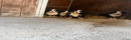 Bovaro del Bernese cani in vendita: Cucciolo bovaro del bernese  a Provincia di Salerno - Annuncio 5