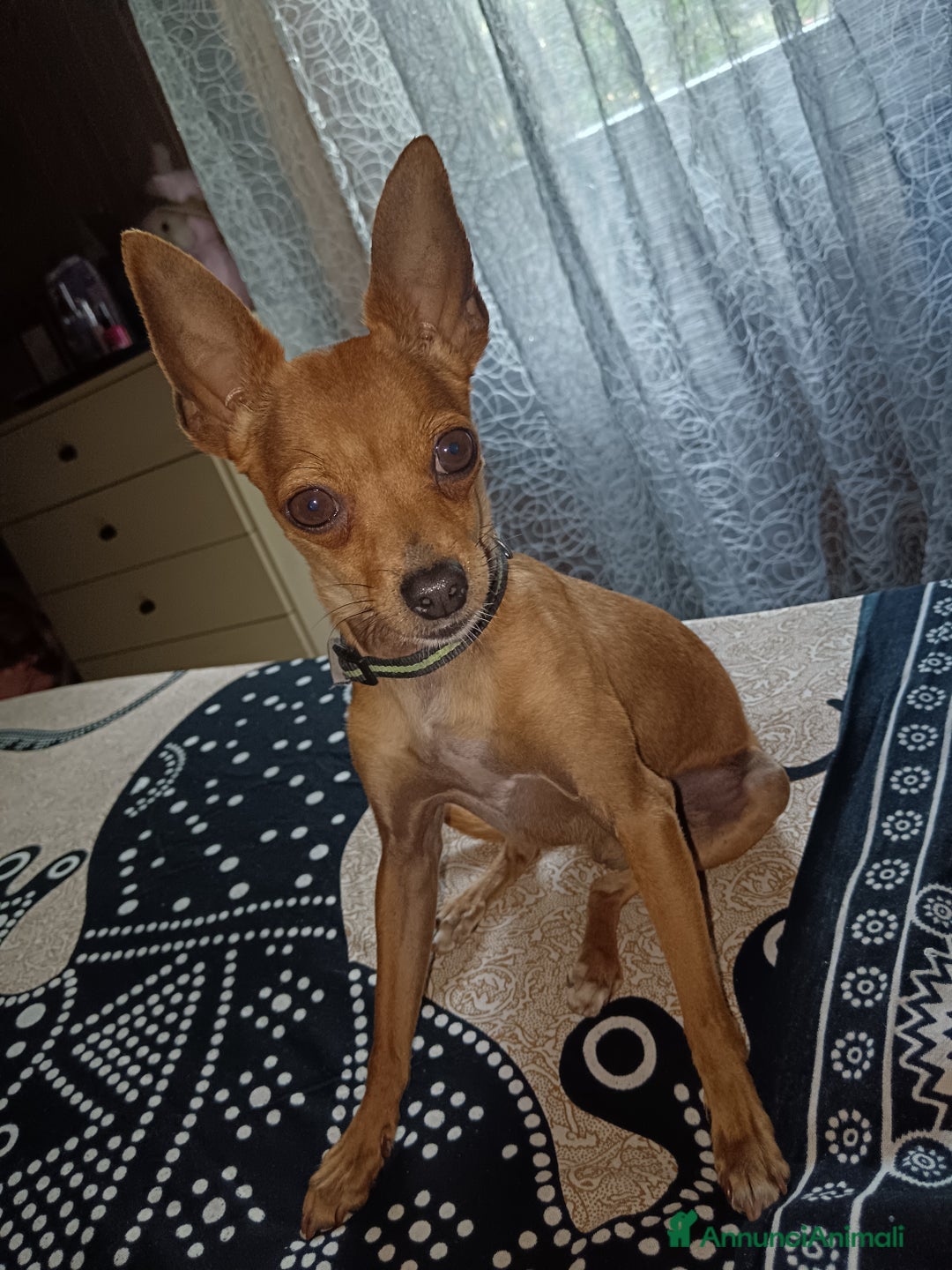 Pinscher Tedesco cani per accoppiamento: Accoppiamento  a Città Metropolitana di Genova - Immagine 2