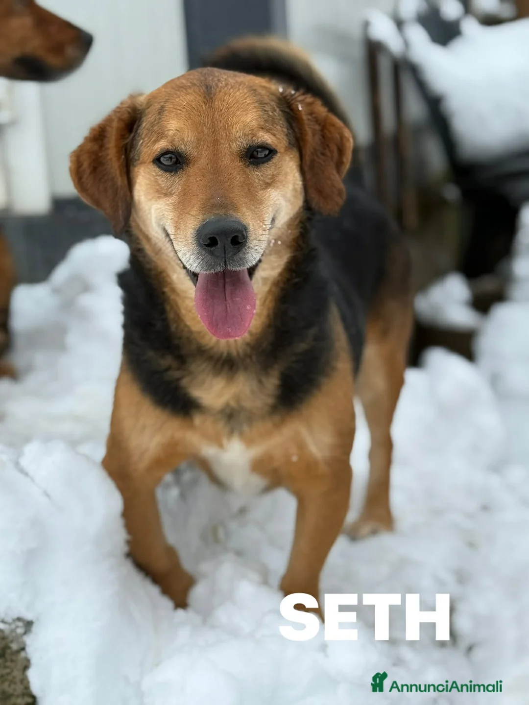 Meticcio cani in regalo: SETH, nanetto super coccolone. TG PICCOLA. - Annuncio 2