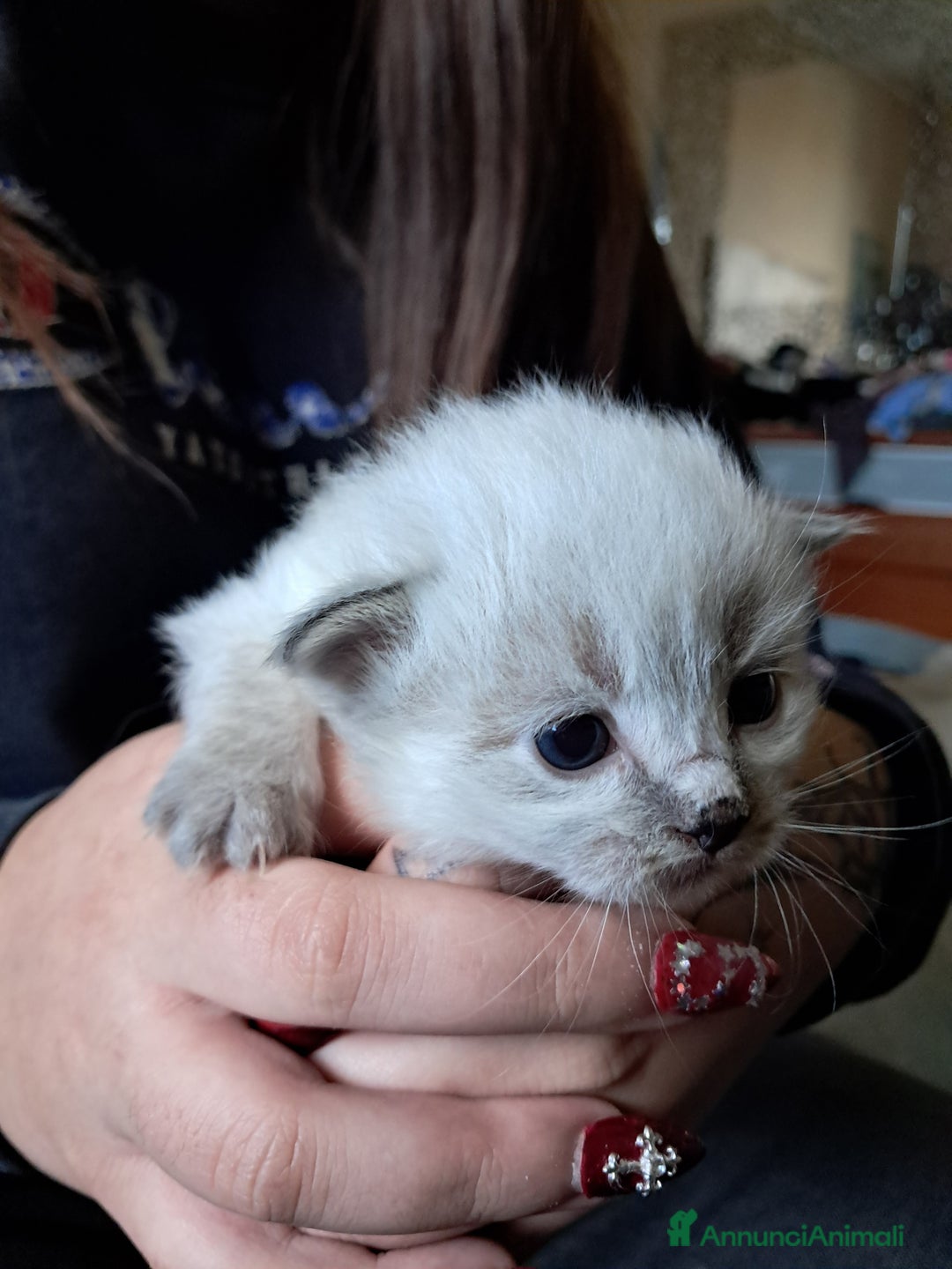 Siberiano gatti in vendita: Cucciola Siberiana neva  - Annuncio 3