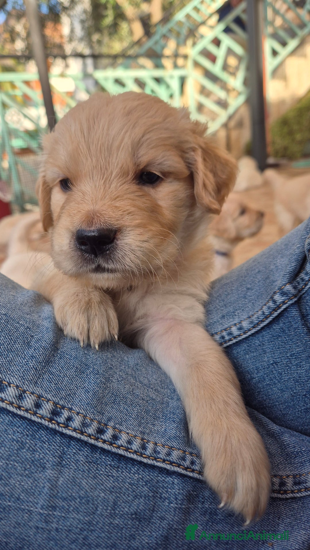 Golden Retriever cani in vendita: Cucciole di Golden Retriever - Annuncio 29