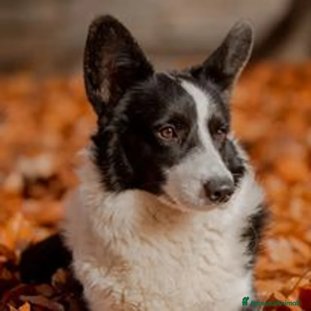 Immagine della galleria {{count}}