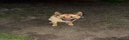 Pastore Tedesco cani in regalo: Regalo pastore tedesco  a Provincia di Vercelli - Annuncio 2