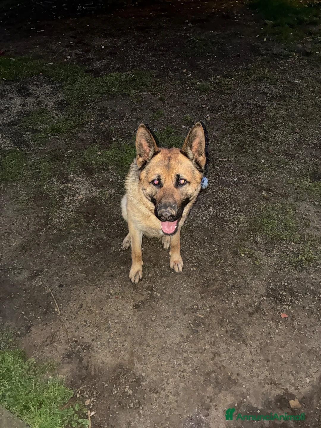 Pastore Tedesco cani in regalo: Regalo pastore tedesco  a Provincia di Vercelli - Annuncio 2