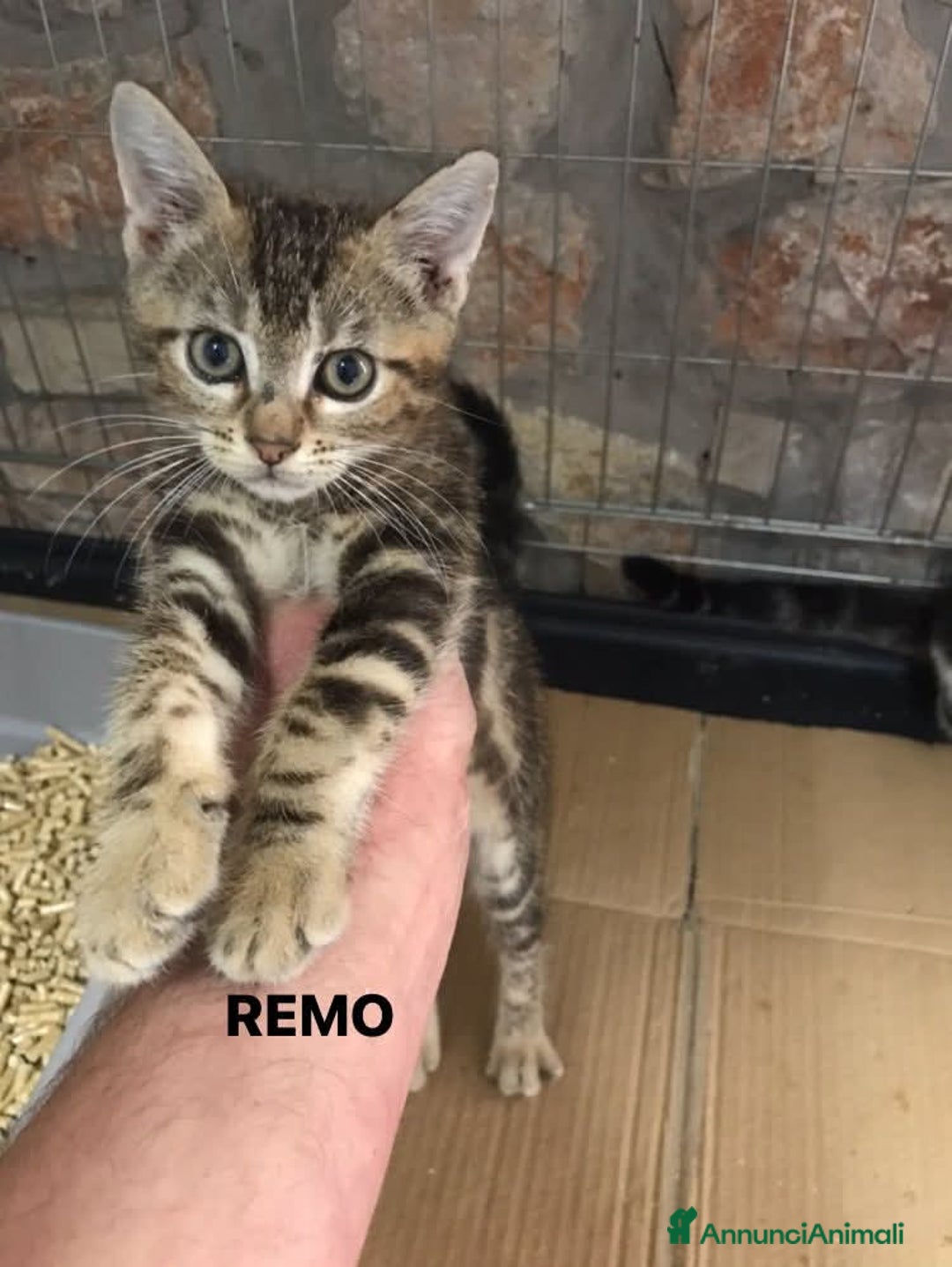 Europeo gatti in regalo: Romolo e remo - Annuncio 1